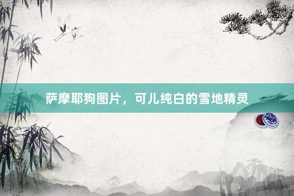萨摩耶狗图片，可儿纯白的雪地精灵